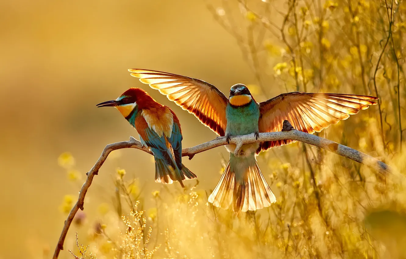 Photo wallpaper light, birds, branches, two, wings, pair, Golden bee-eater, the scope