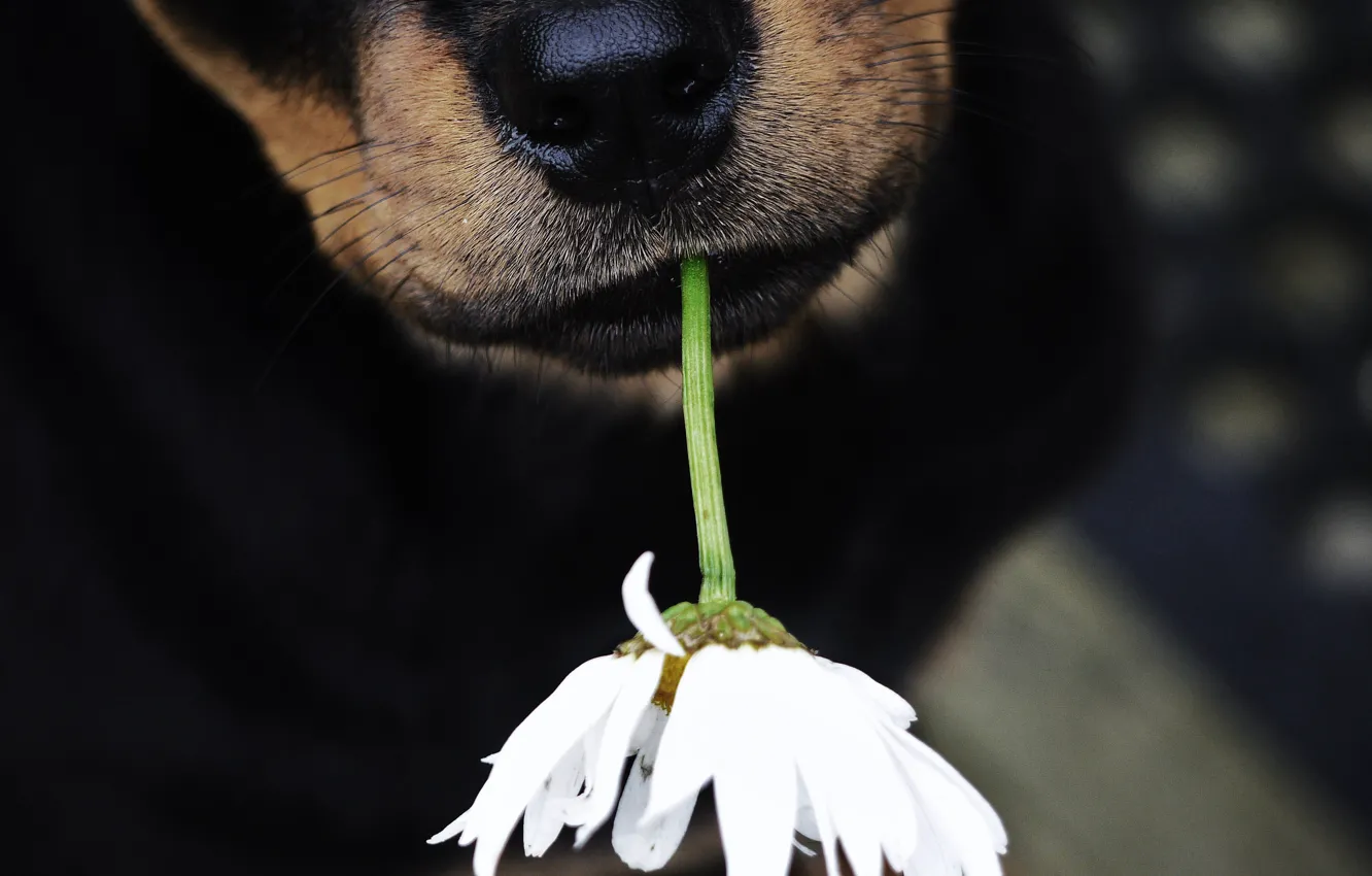 Photo wallpaper flowers, dog, nose, dog