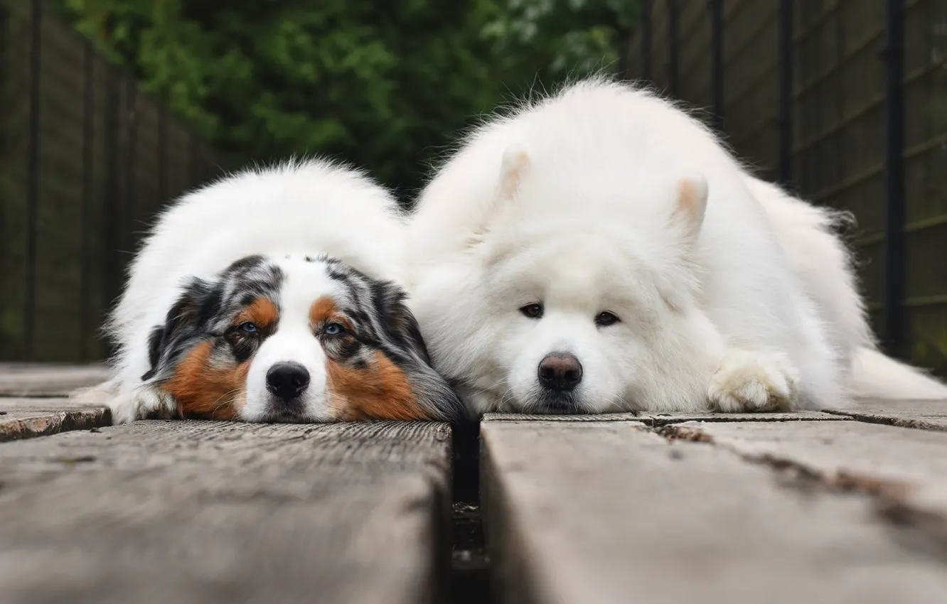 Photo wallpaper look, pose, each, wall, together, Board, dog, lies