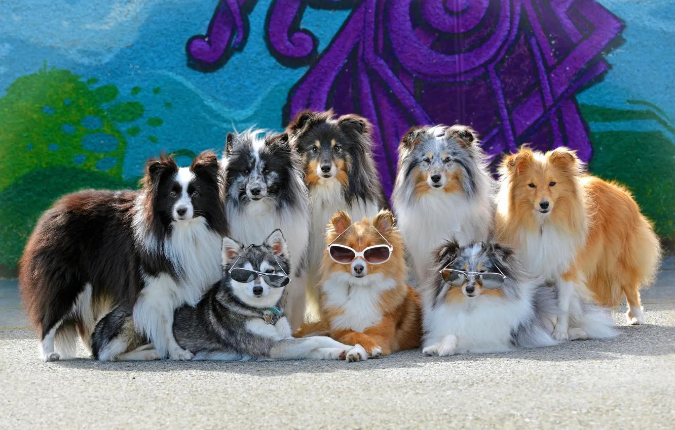 Photo wallpaper dogs, the sun, wall, graffiti, glasses, a lot, collie