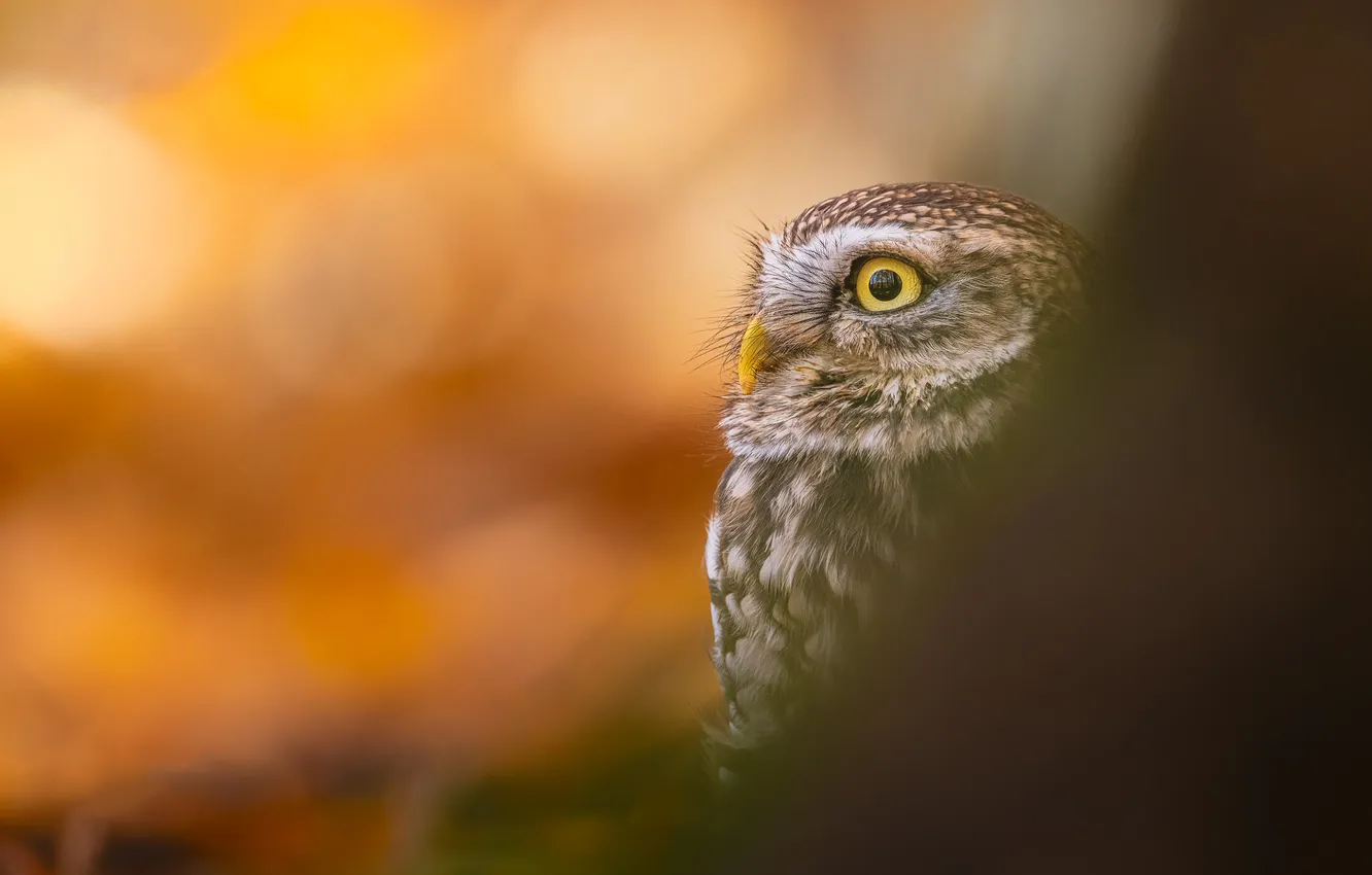 Photo wallpaper look, owl, bird, portrait, bokeh, owl