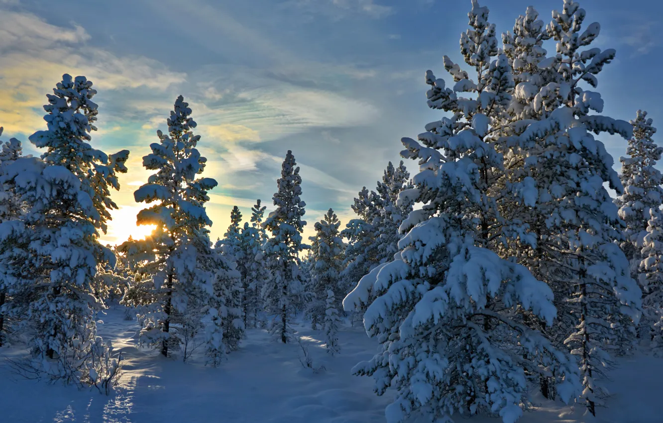 Photo wallpaper winter, forest, snow, trees, Norway, Norway, Hedmark County, Hedmark