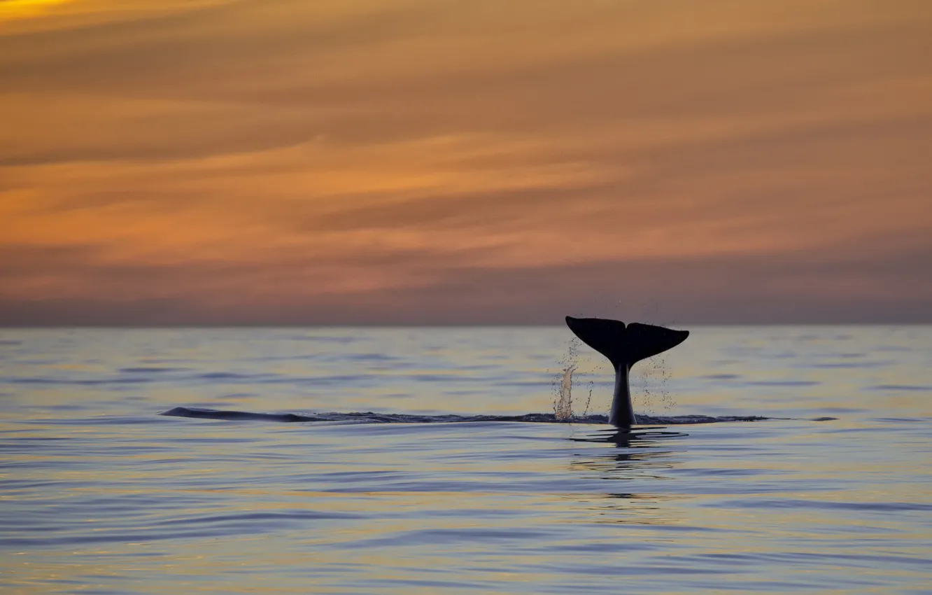 Photo wallpaper pacific ocean, sunset, fluke, killer whale, orca
