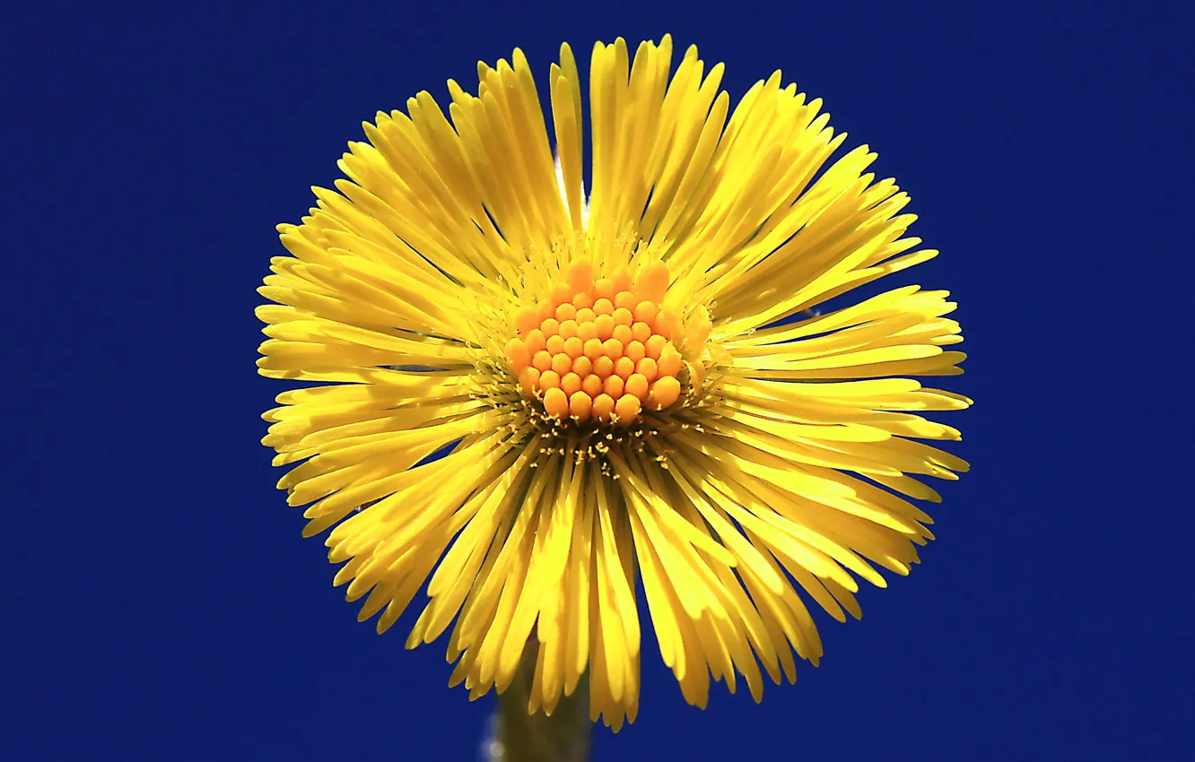 Photo wallpaper flowers, nature, petals