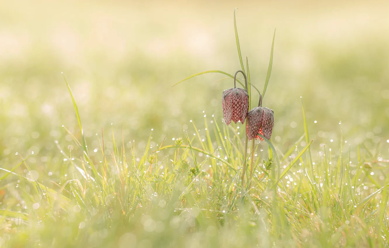 Photo wallpaper grass, flowers, Rosa, glare, morning, bokeh, Chess grouse