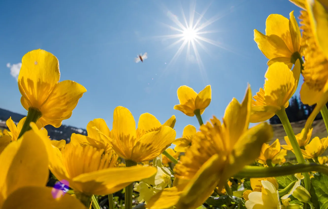 Photo wallpaper the sky, the sun, flowers, yellow