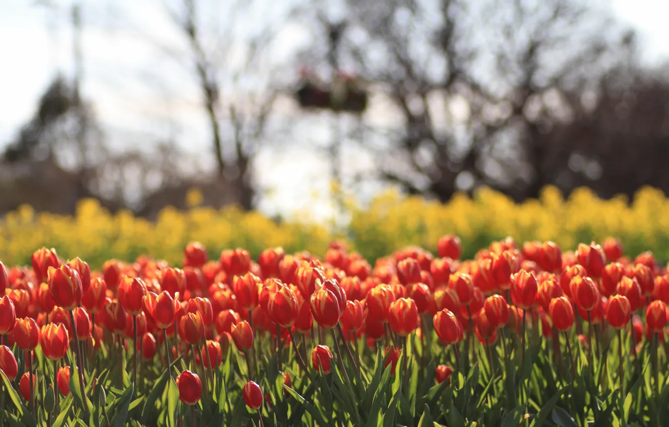 Photo wallpaper field, flowers, yellow, red, blur, tulips