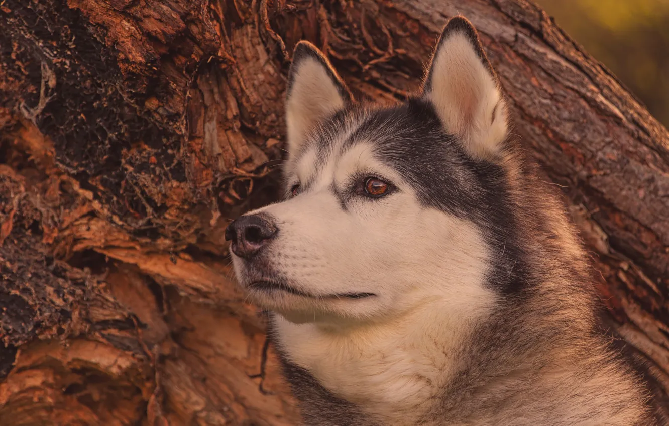 Photo wallpaper face, portrait, dog, Alaskan Malamute