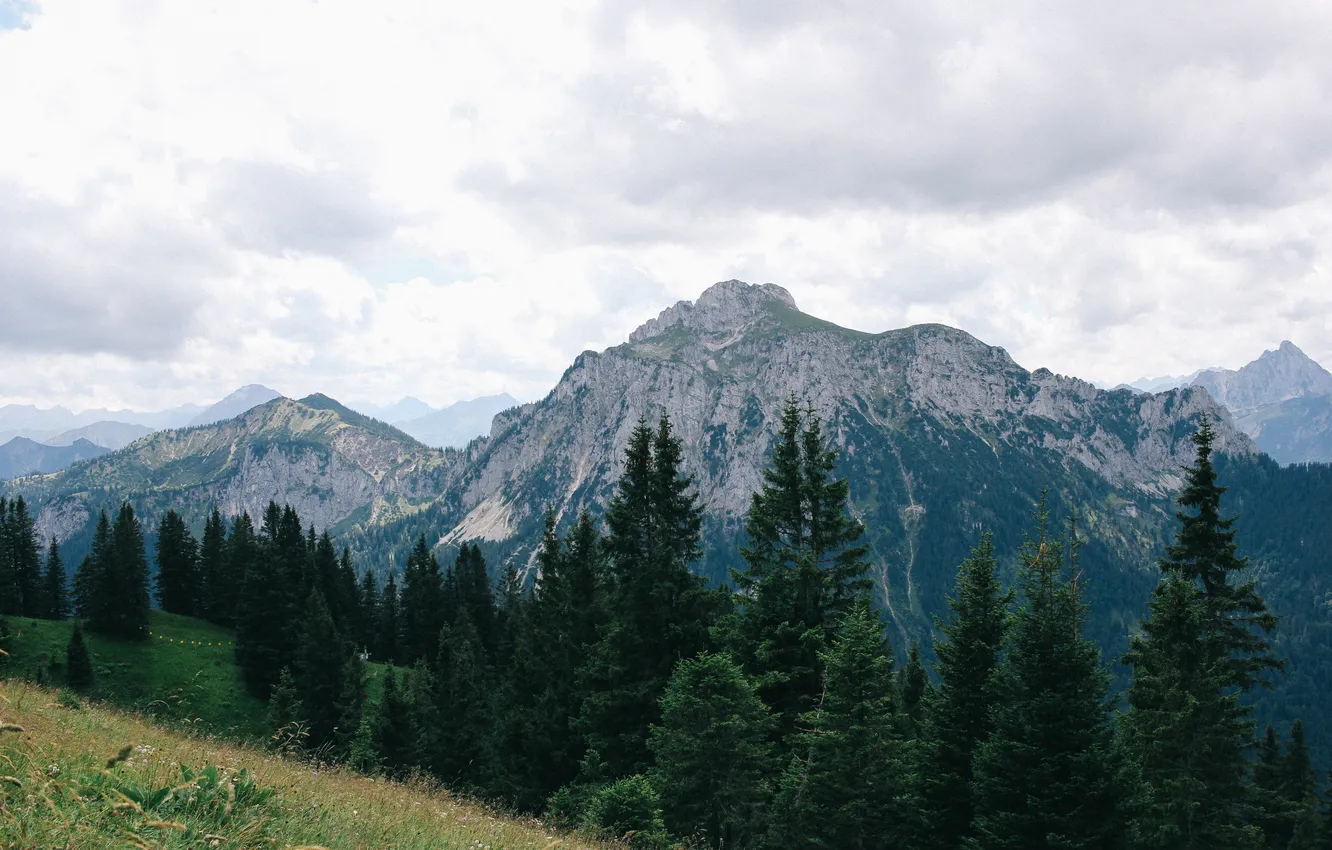 Photo wallpaper trees, mountains, Alps