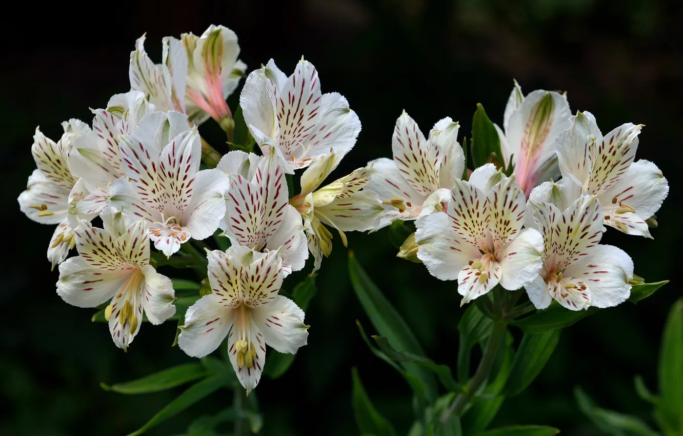 Photo wallpaper white, petals, trunk, flowering, Alstroemeria