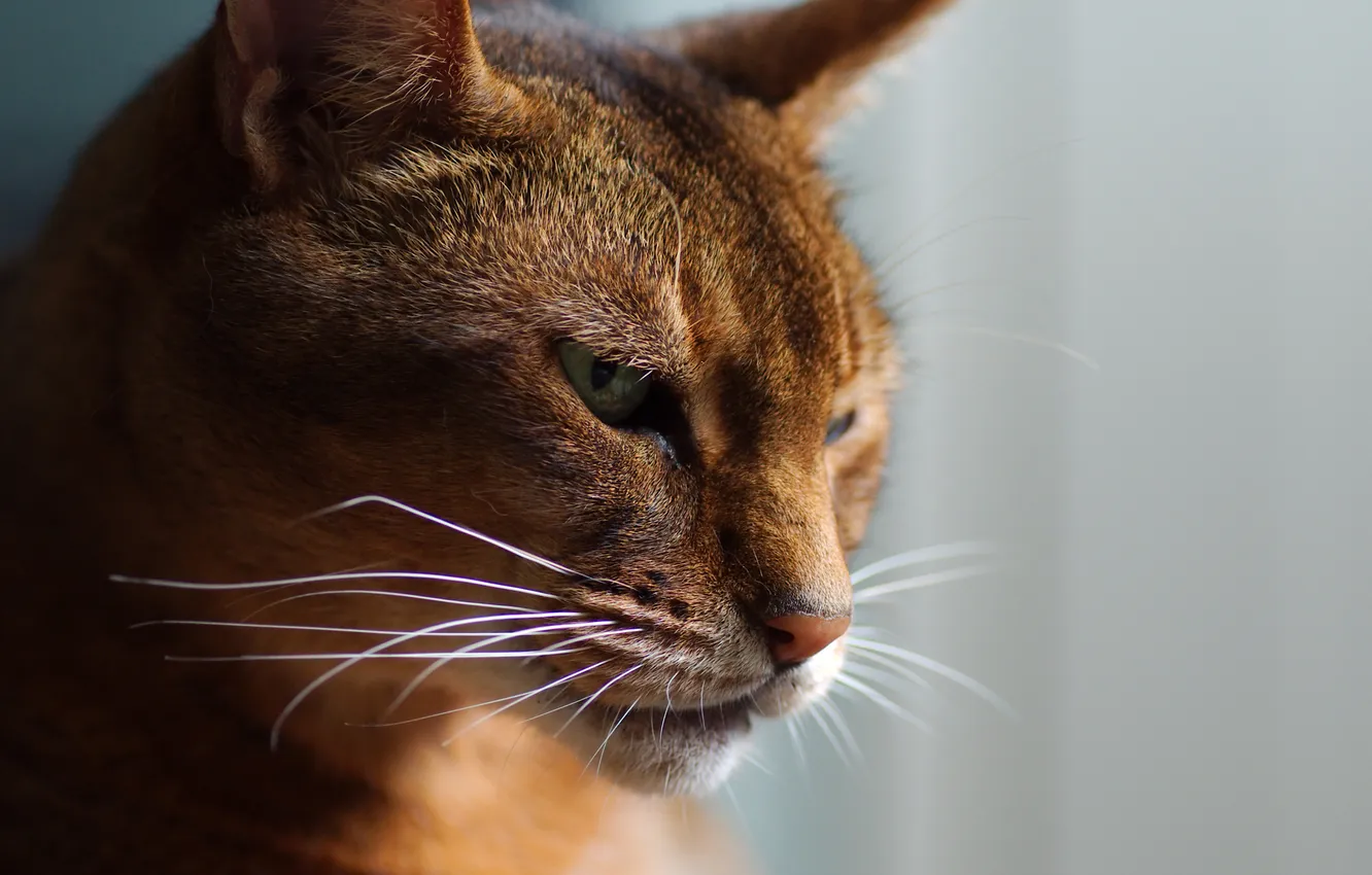 Photo wallpaper cat, mustache, face, light, the sun's rays