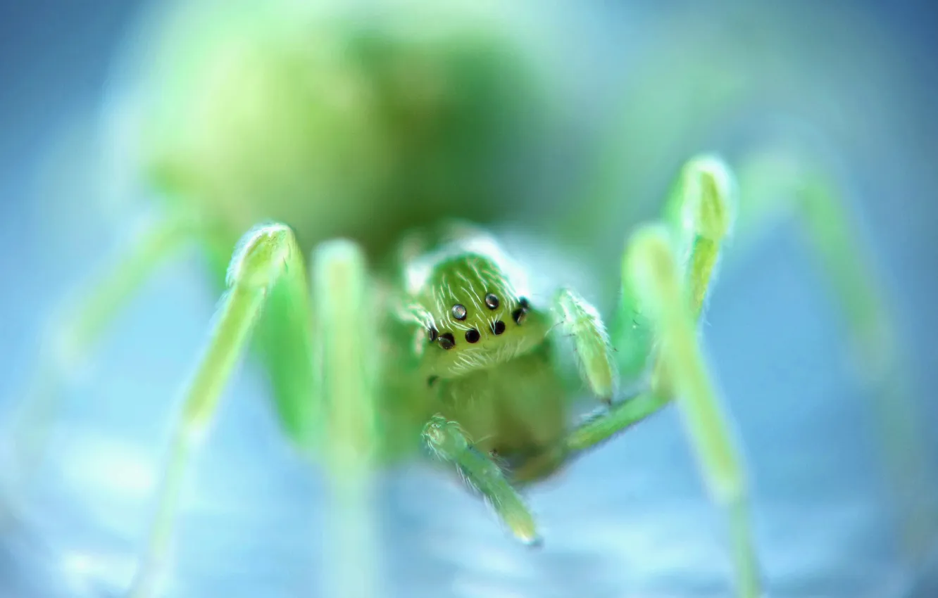 Photo wallpaper insect, bokeh, spider