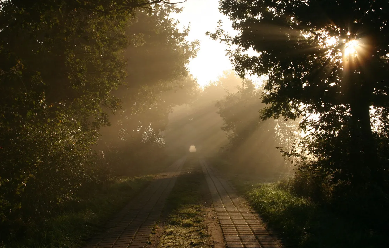 Photo wallpaper road, rays, light, trees, nature, morning