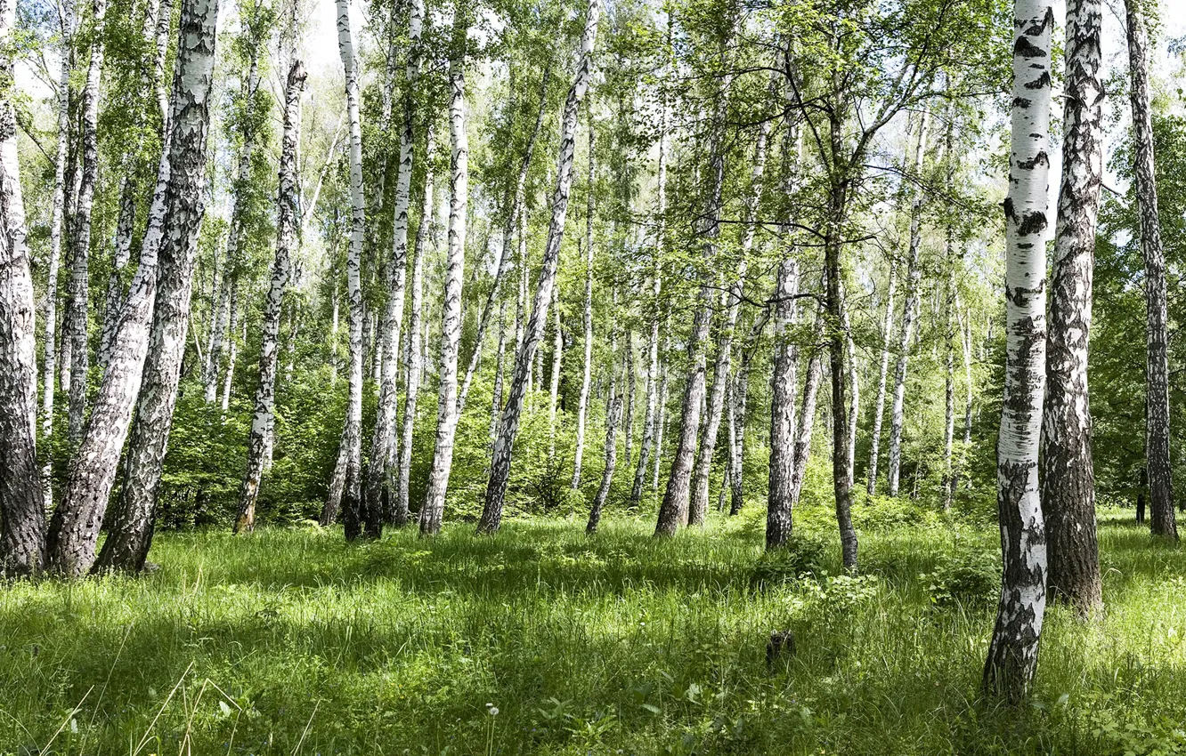 Photo wallpaper forest, birch, birch grove