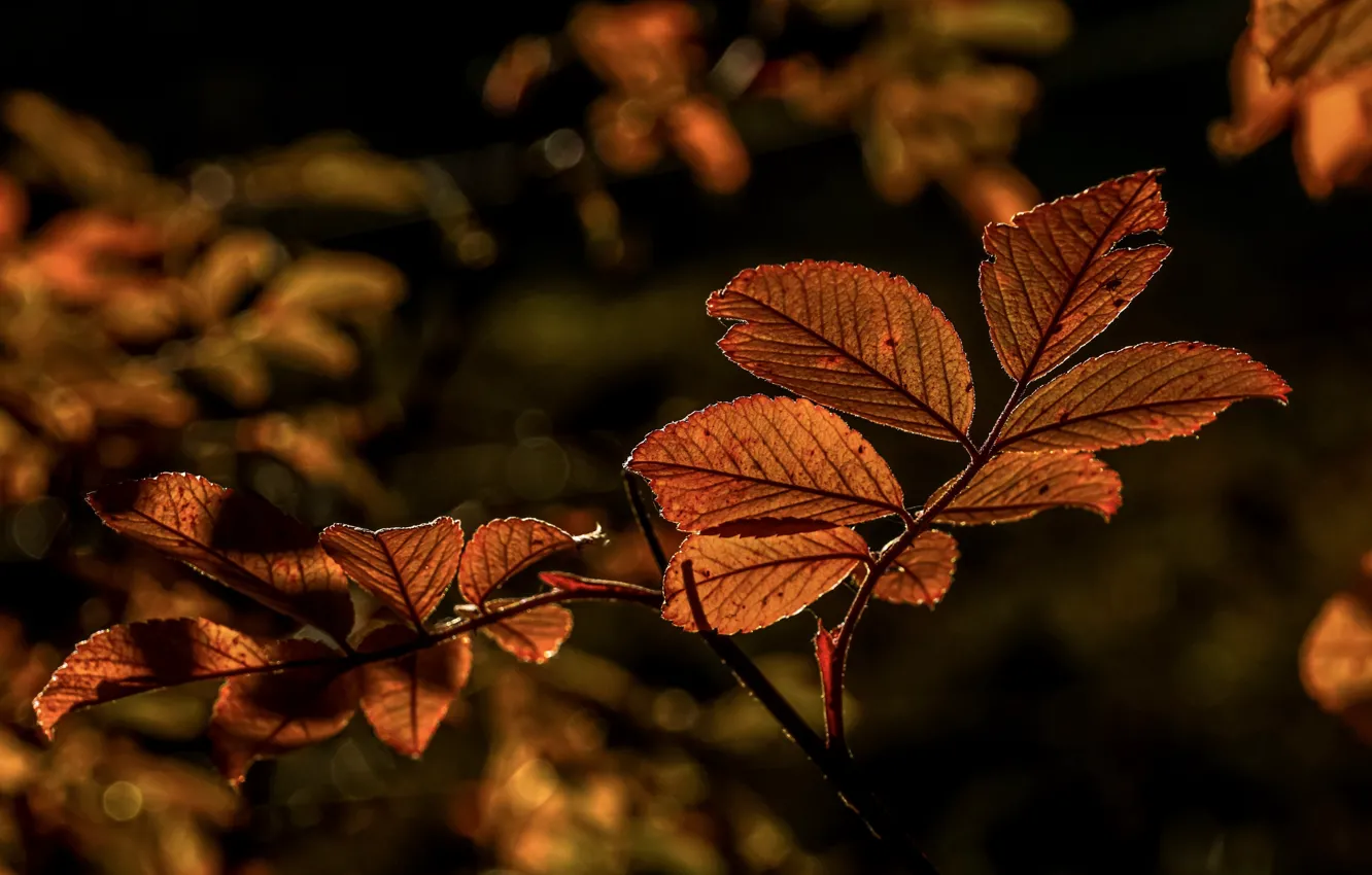 Photo wallpaper autumn, leaves, branches, bokeh