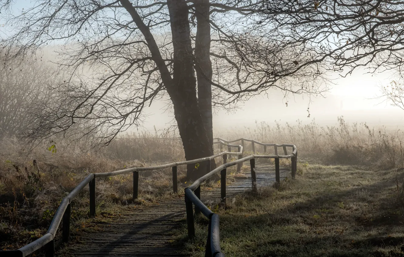 Photo wallpaper autumn, trees, fog