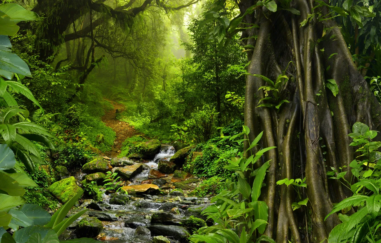 Photo wallpaper greens, forest, trees, tropics, stream, stones, foliage, moss