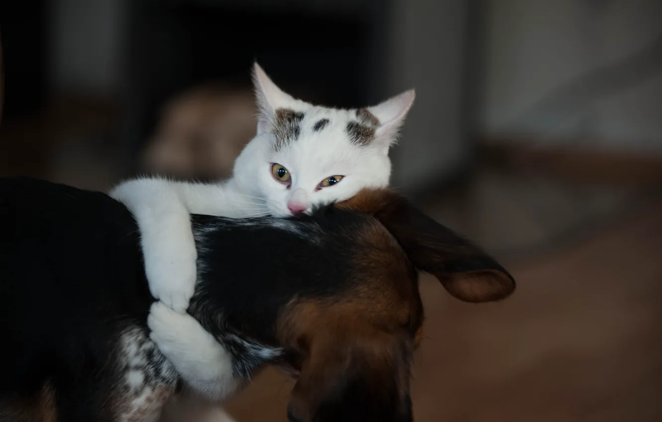 Photo wallpaper each, dog, Koshak, Tomcat