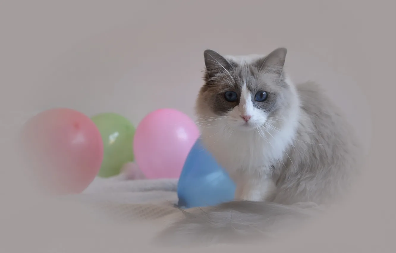 Photo wallpaper cat, look, balls