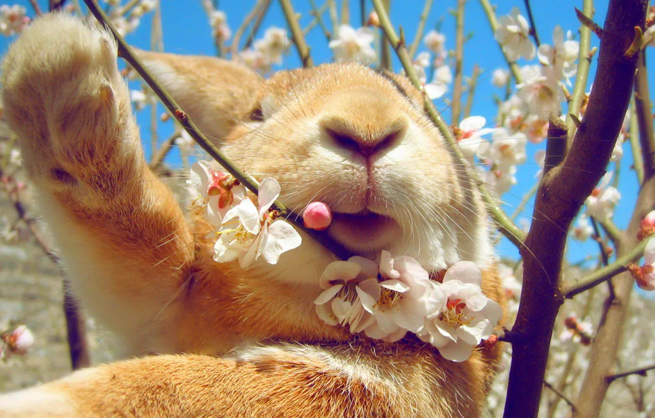 Photo wallpaper the sky, spring, rabbit, flowering