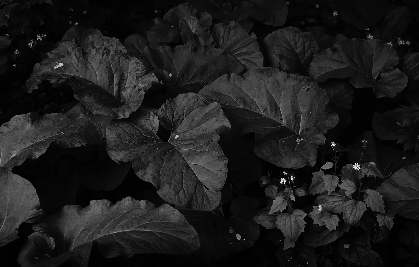 Photo wallpaper leaves, background, b & W photo, lapuh