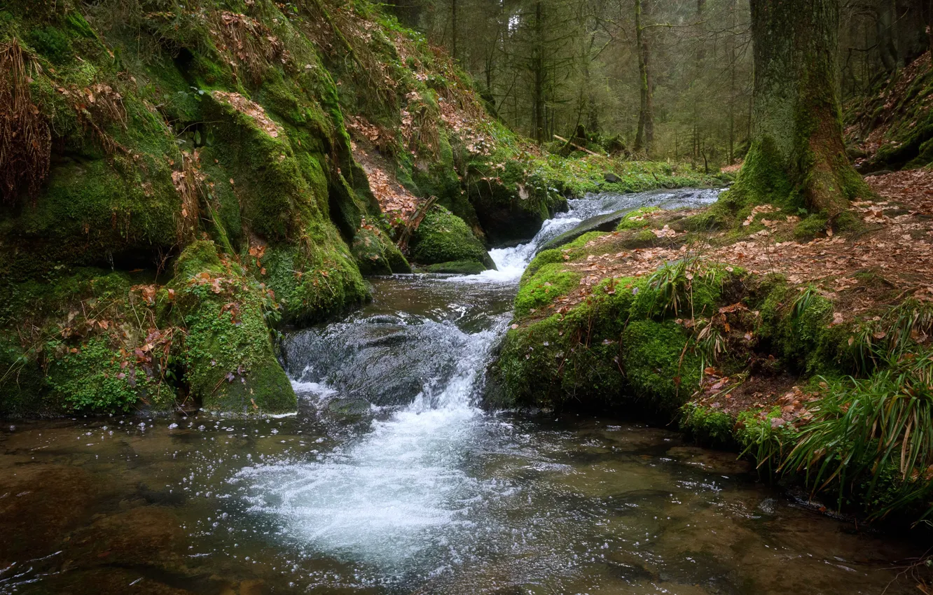 Photo wallpaper forest, water, stream, moss