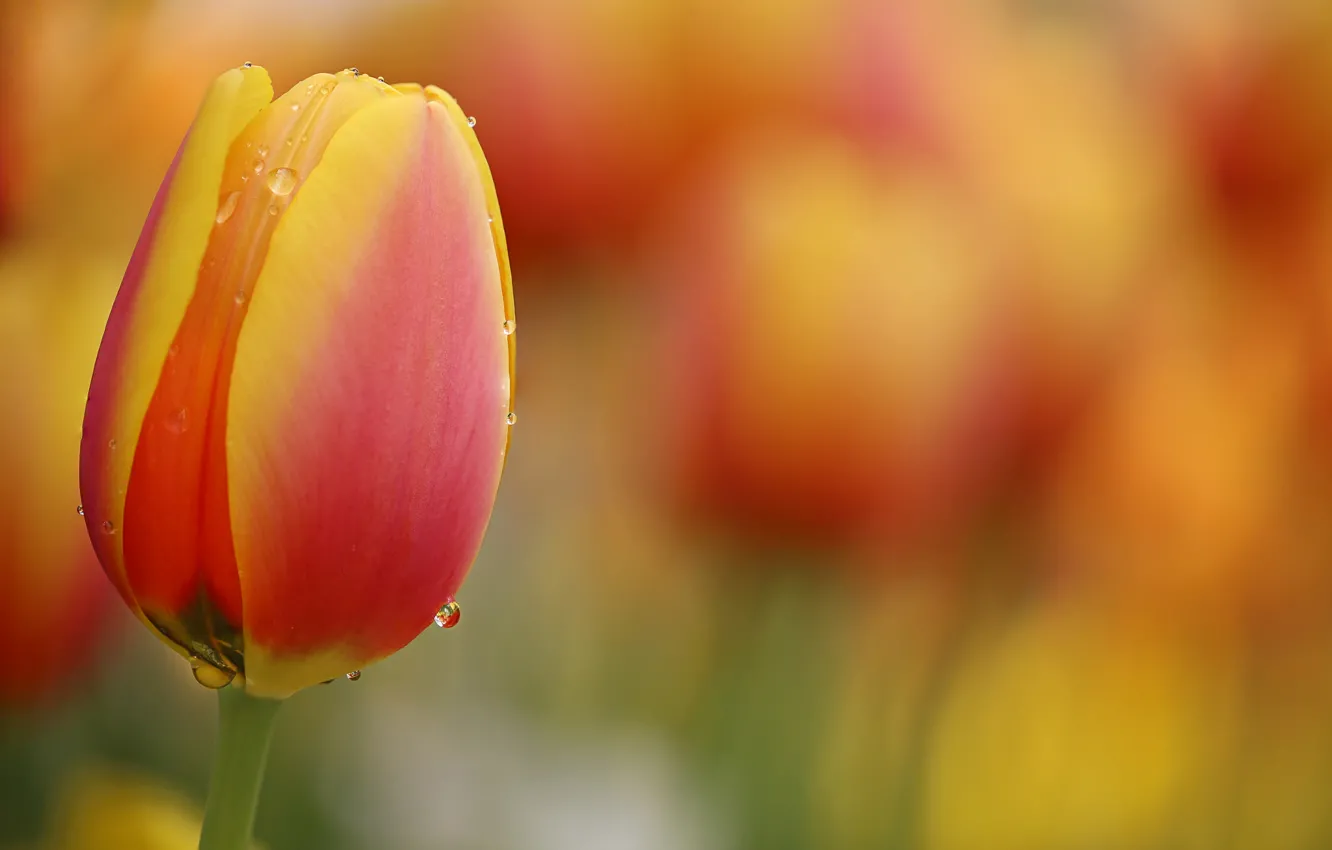 Photo wallpaper flower, water, drops, nature, meadow, tulips, flower, nature
