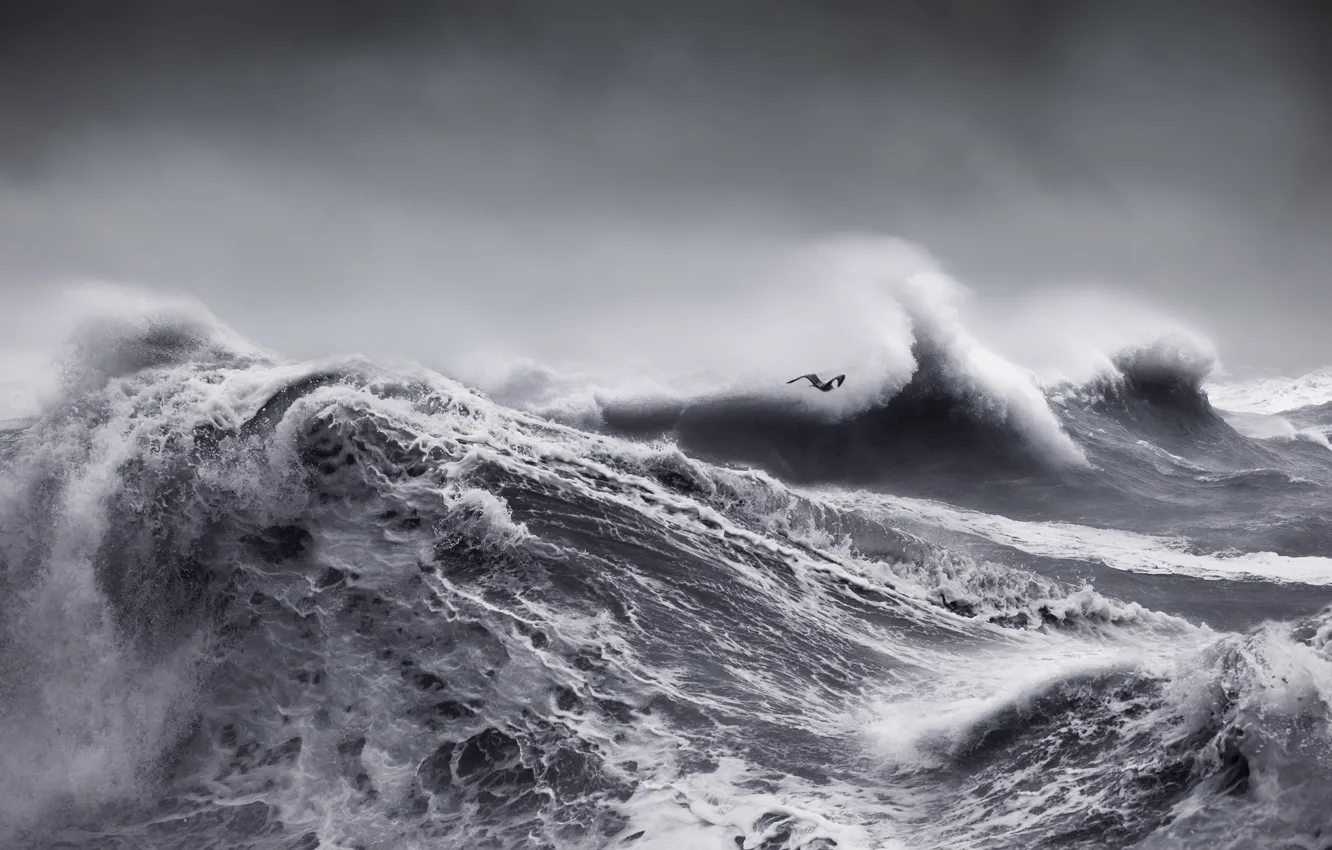 Photo wallpaper sea, wave, the sky, squirt, clouds, storm, the ocean, bird