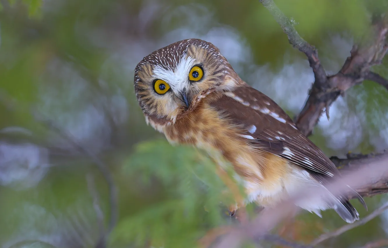Photo wallpaper eyes, look, branches, owl, bird, portrait, blur, bokeh