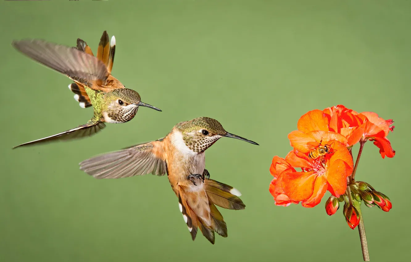 Photo wallpaper flower, birds, wings, beak, Hummingbird