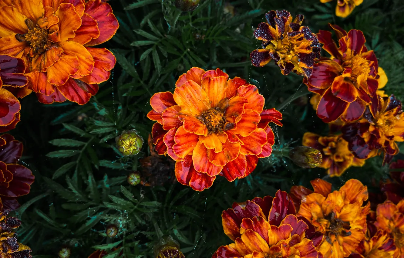Photo wallpaper leaves, flowers, orange, flowerbed, marigolds