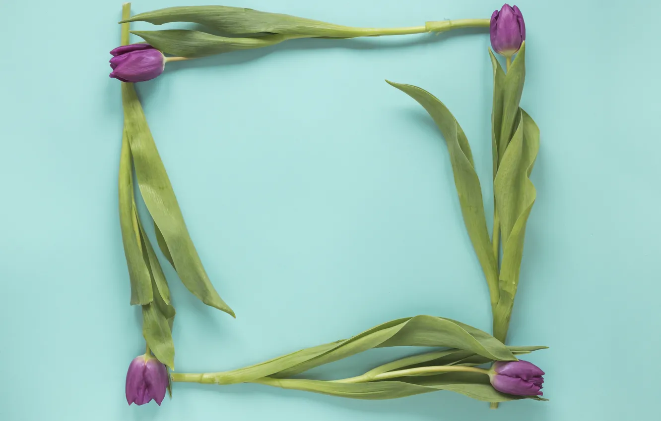 Photo wallpaper flowers, purple, tulips, wood, flowers, beautiful, blue background, tulips