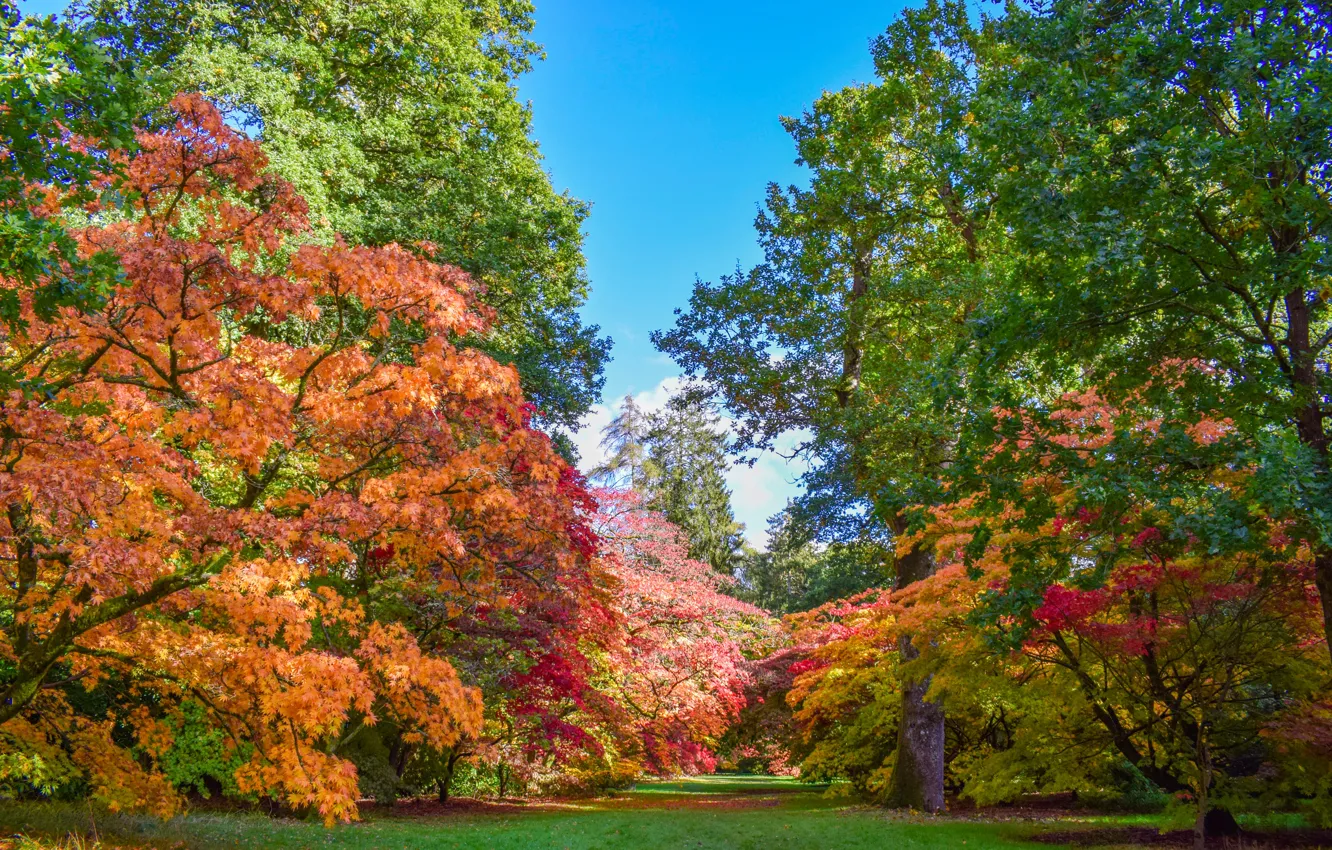 Photo wallpaper autumn, grass, trees, Park, UK, Sunny, colorful, Westonbirt-Arboretum