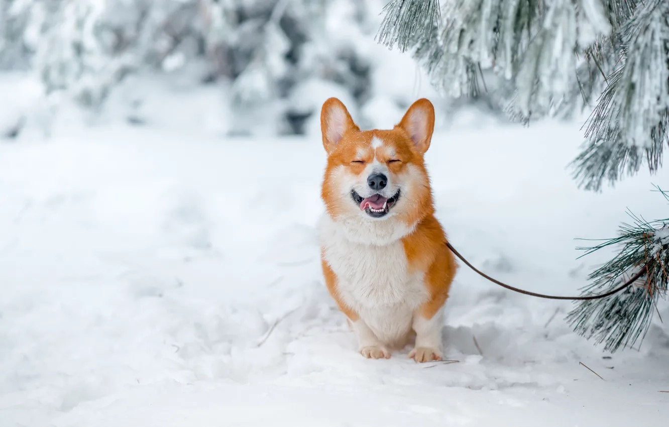 Photo wallpaper winter, snow, joy, branches, smile, mood, doggie, Welsh Corgi