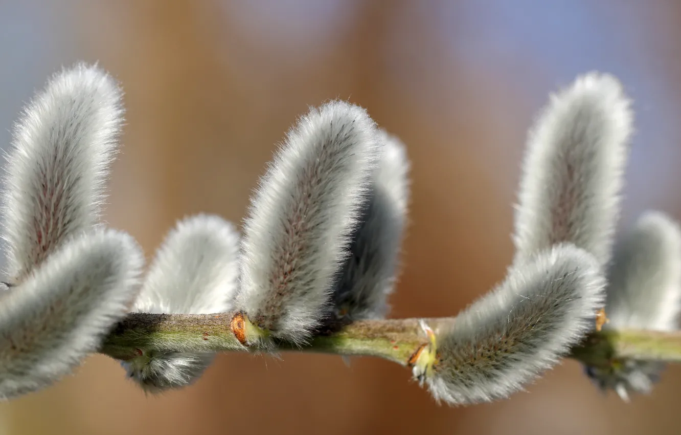 Photo wallpaper branches, Verba, IVA