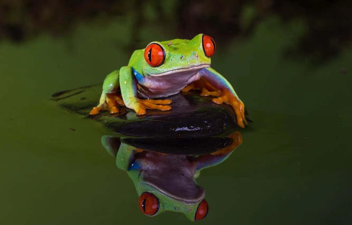Photo wallpaper water, macro, nature, green, pond, reflection, the dark background, stones