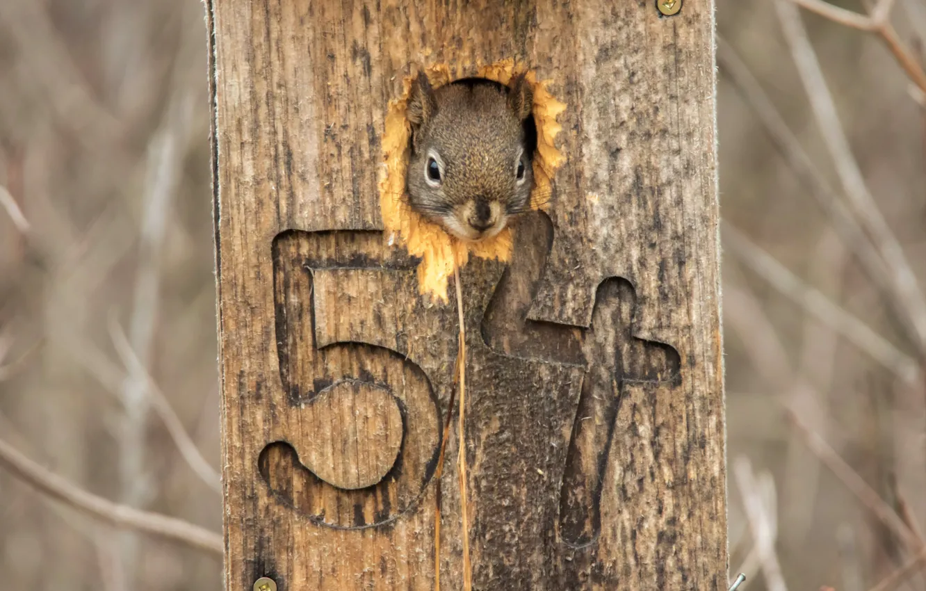 Photo wallpaper nature, protein, 54