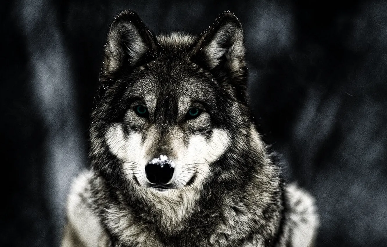 Photo wallpaper winter, animal, wolf