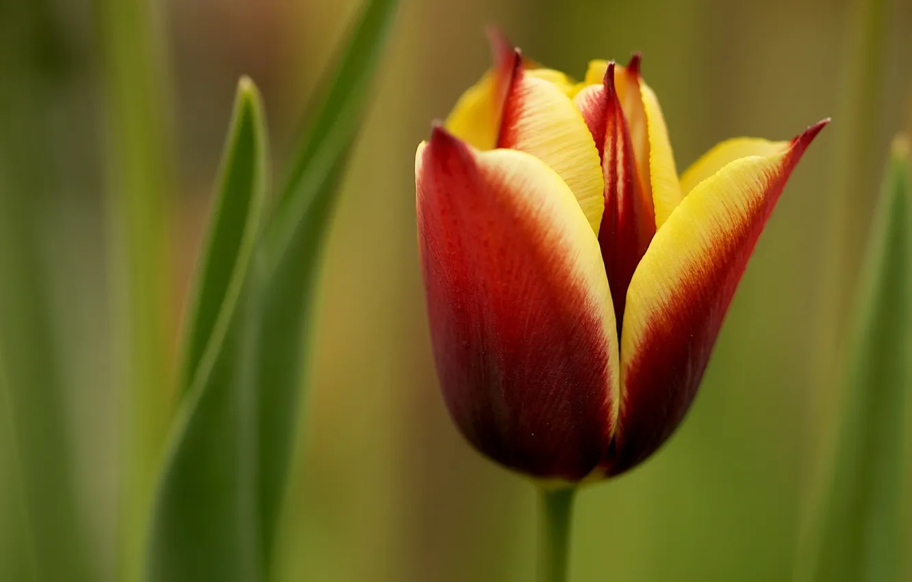 Photo wallpaper macro, flowers, nature, tulips