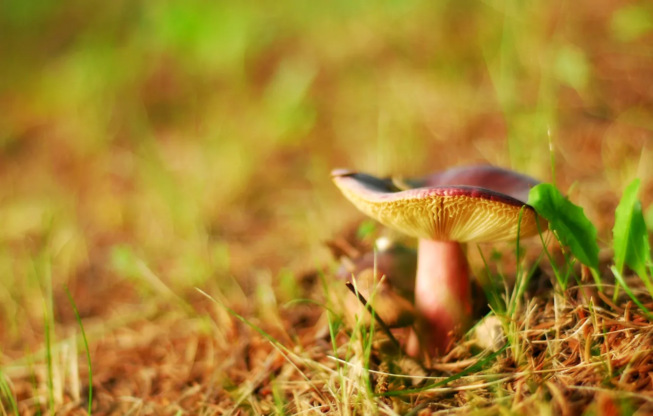 Photo wallpaper nature, mushrooms, focus, blur, bokeh
