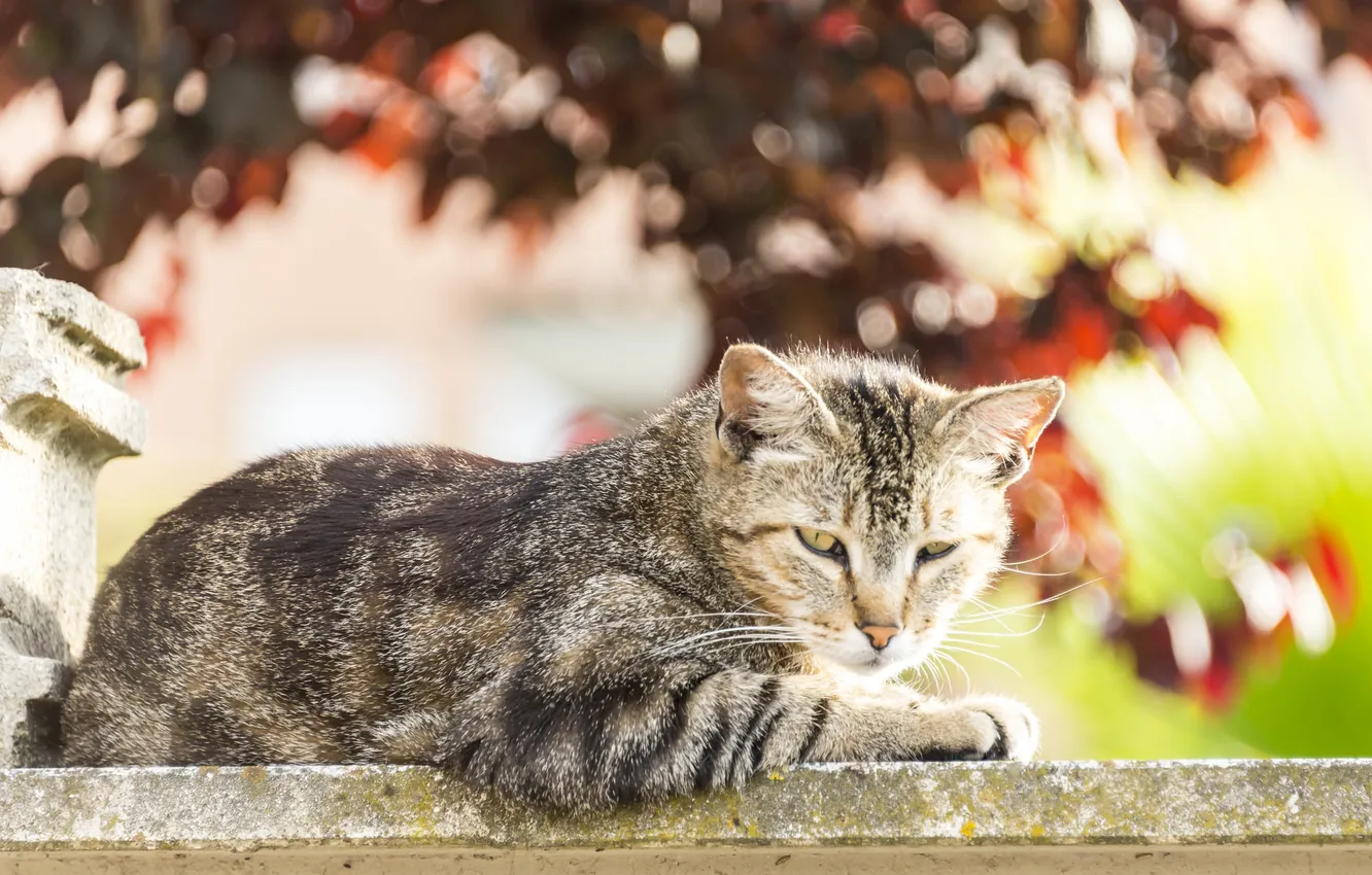 Photo wallpaper cat, eyes, cat, look