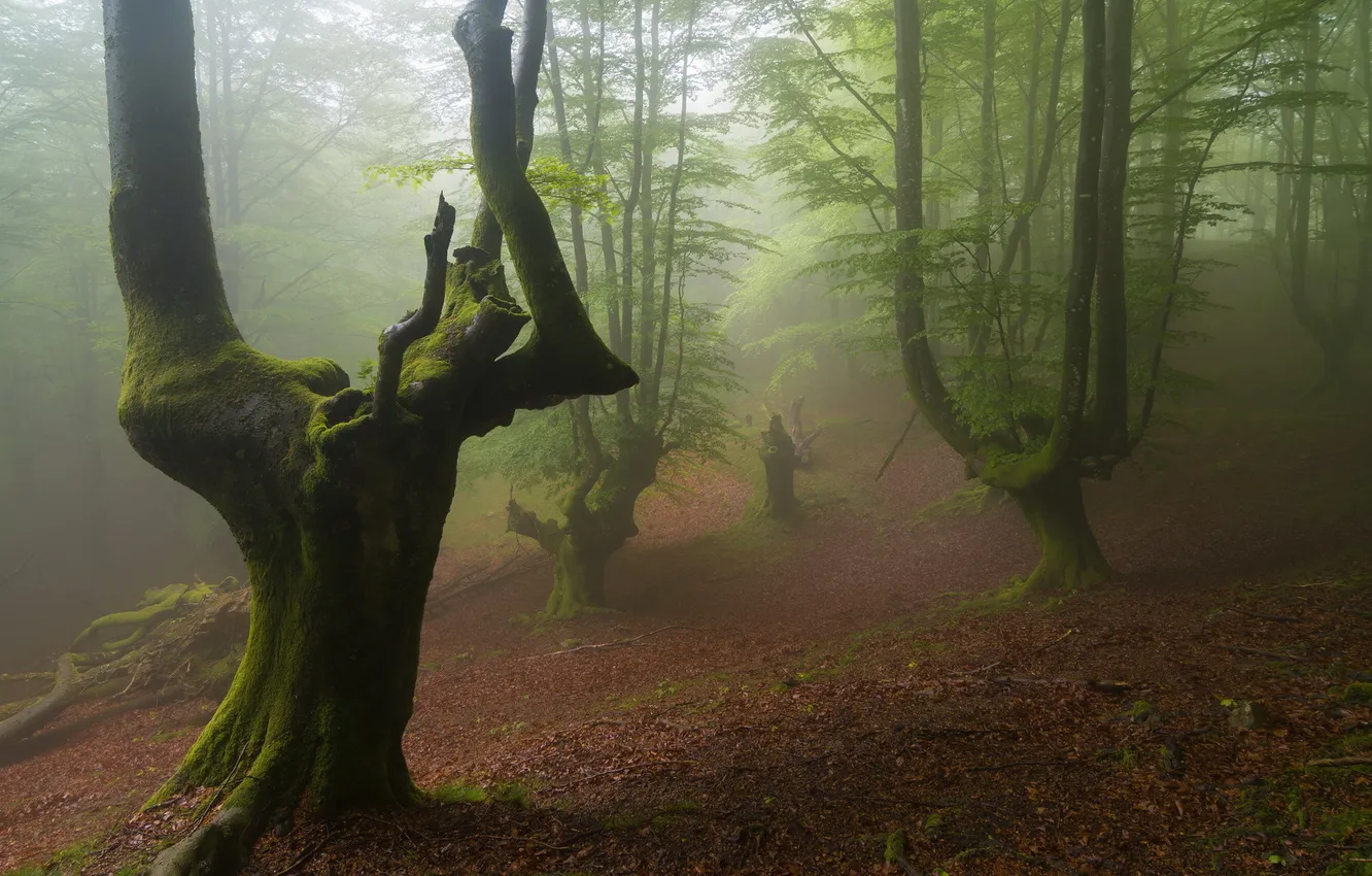 Photo wallpaper forest, landscape, nature, fog
