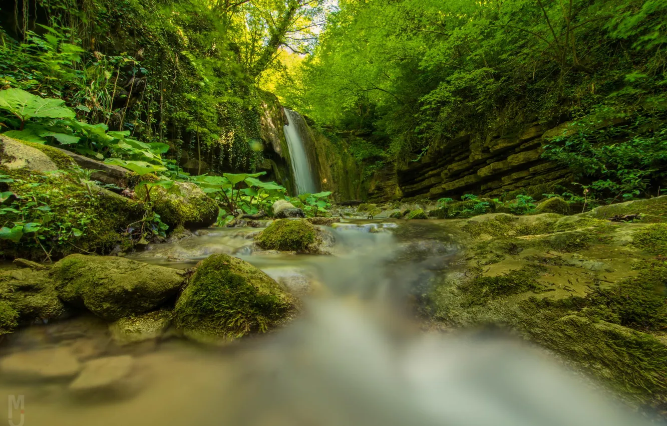 Photo wallpaper forest, nature, waterfall