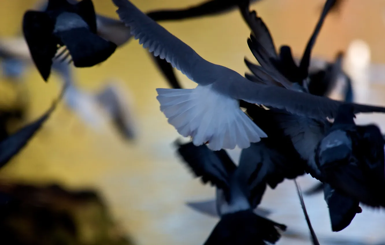 Photo wallpaper flight, background, bird