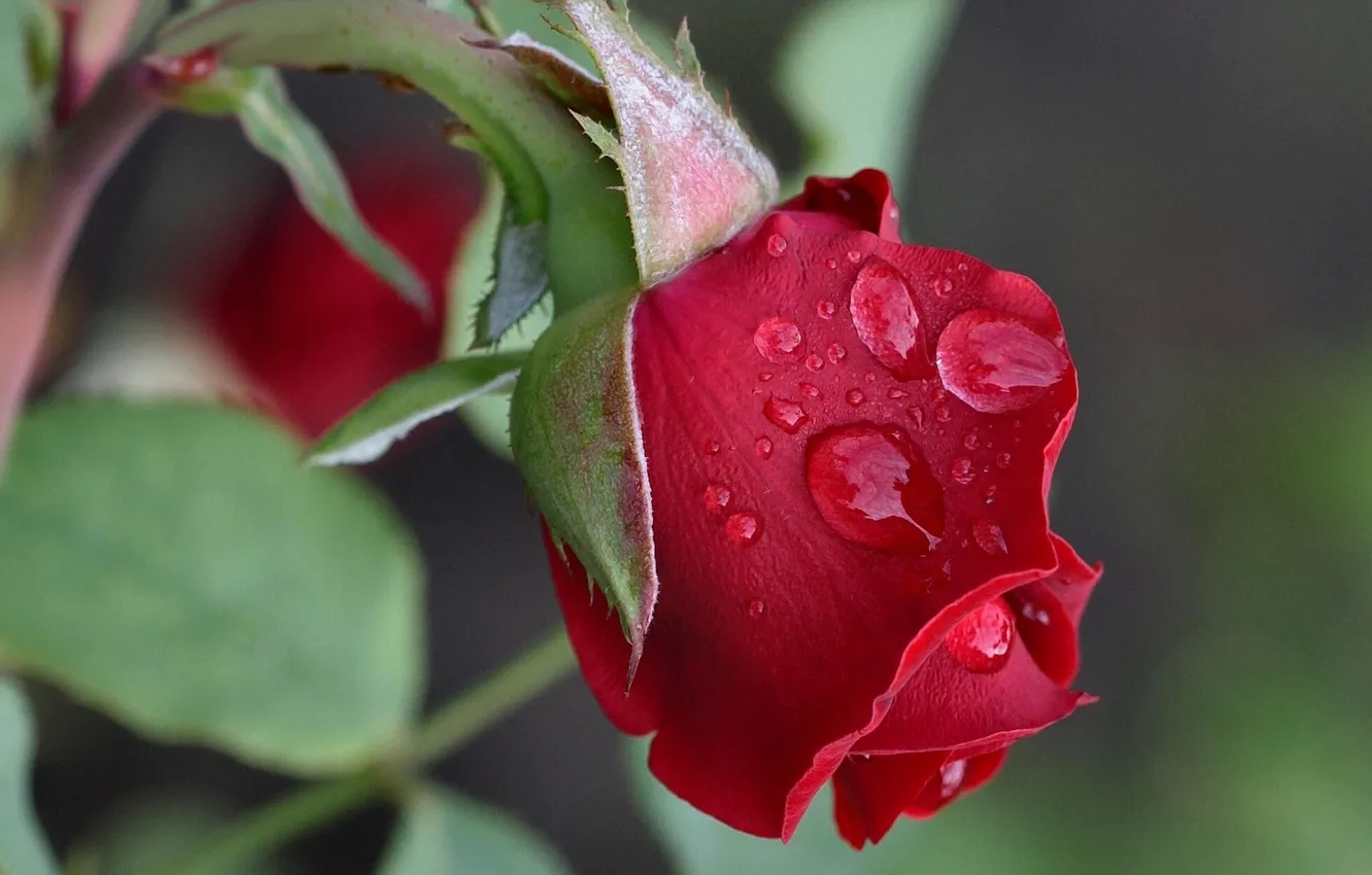 Photo wallpaper drops, macro, roses, buds