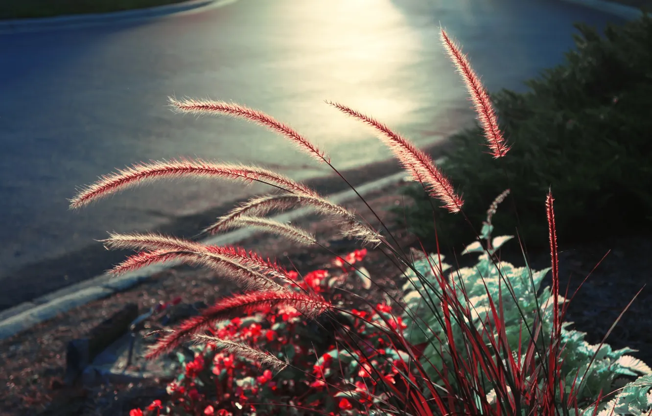 Photo wallpaper road, grass, macro, plant, the evening, spikelets, roadside