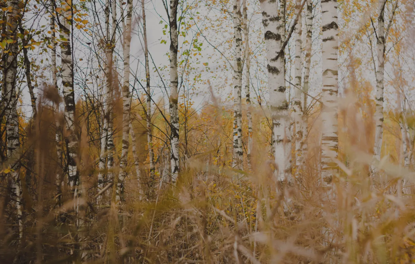 Photo wallpaper autumn, birch, Russia