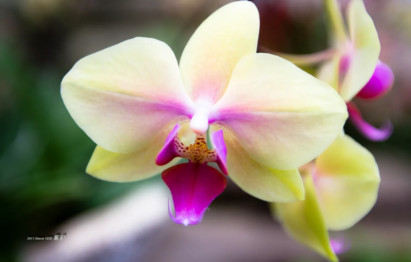 Photo wallpaper flower, background, pink, blur, Orchid, beige
