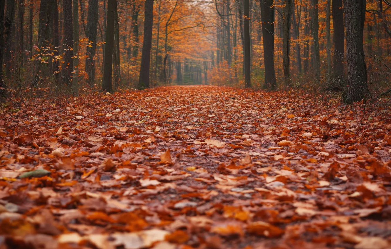 Photo wallpaper road, autumn, forest, trees, Park, glade, foliage, falling leaves