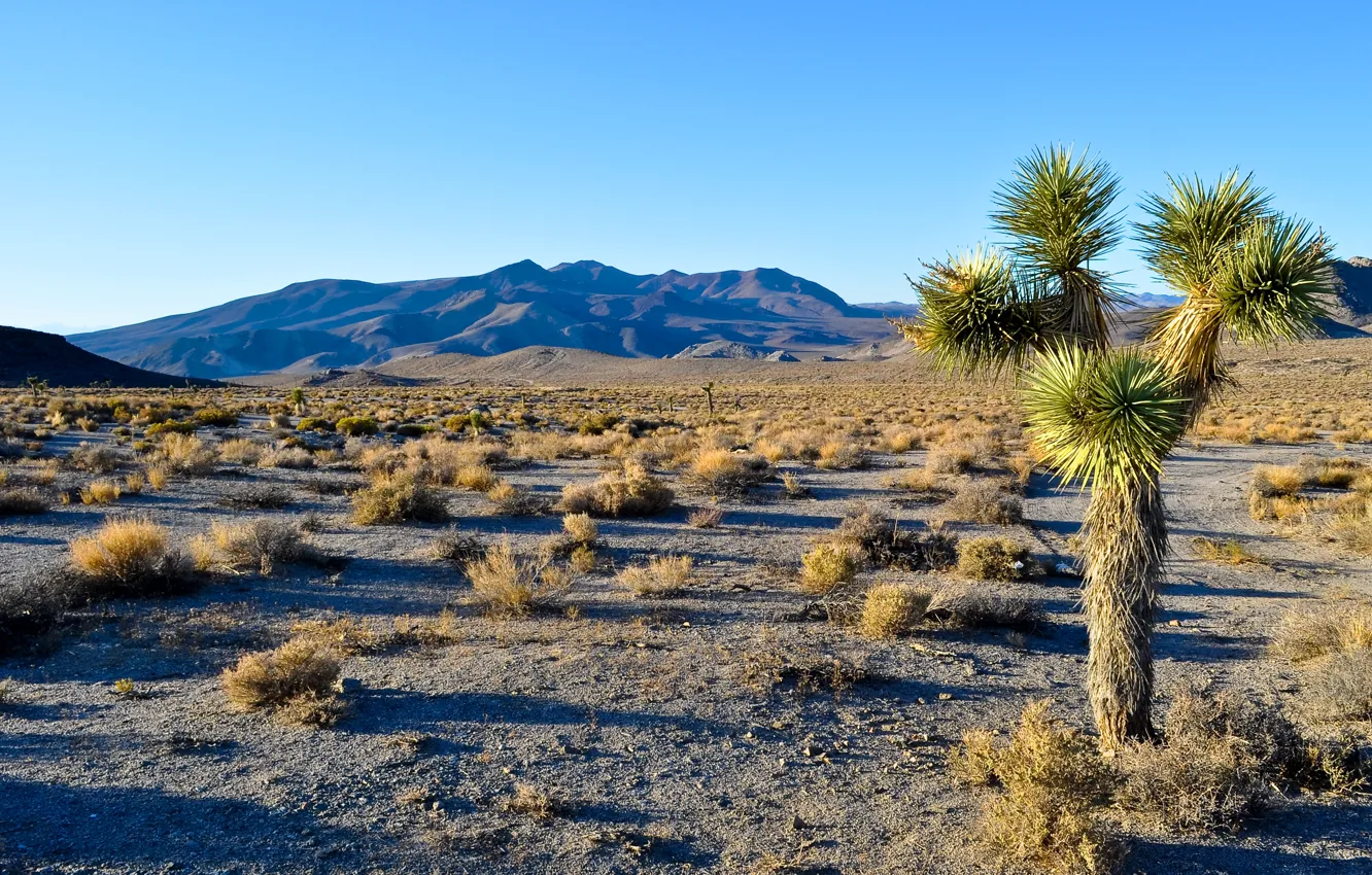 Photo wallpaper the sky, trees, landscape, mountains, desert, CA, USA, Joshua Tree National Park